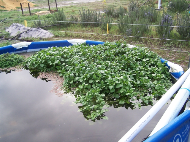 WaterCress.jpg