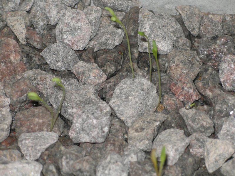 spinach 8 days old CU.jpg