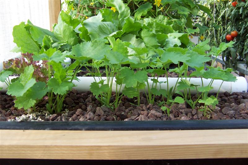 100_0985 (Medium).JPG