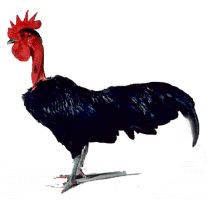 Transylvanian Naked Neck.gif