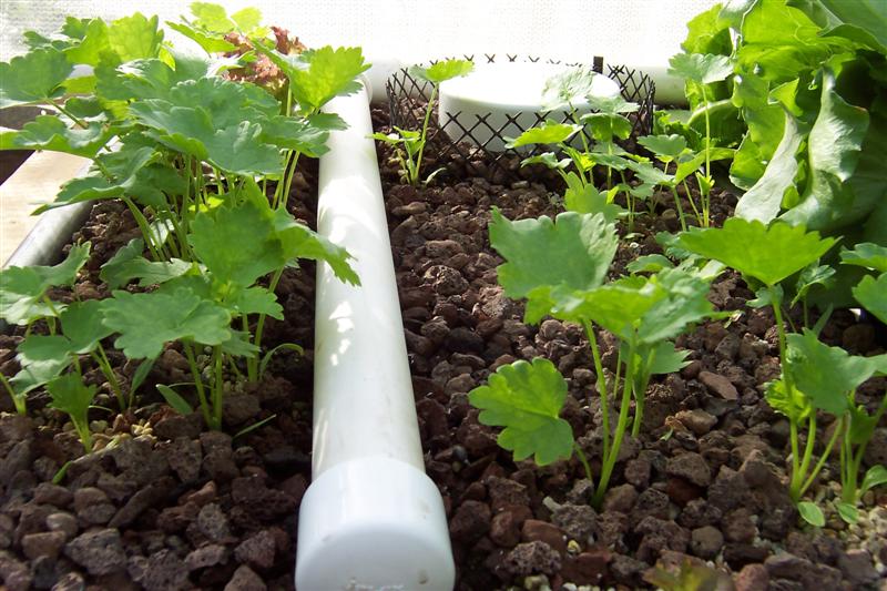 100_0986 (Medium).JPG