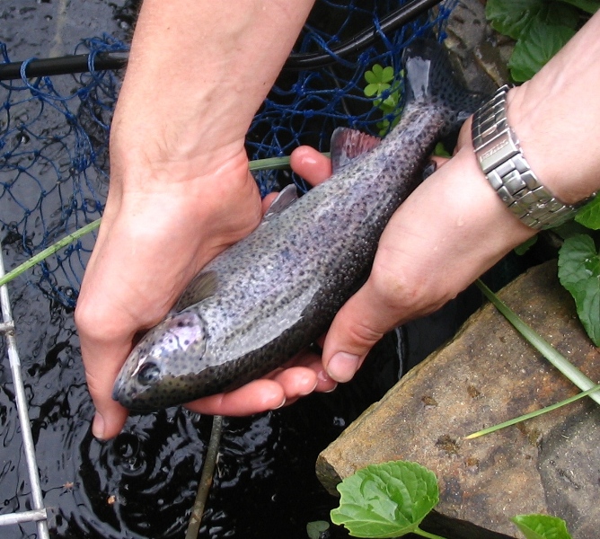Trout 30-08-2009 (small).jpg