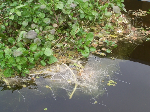 Watercress Roots.jpg