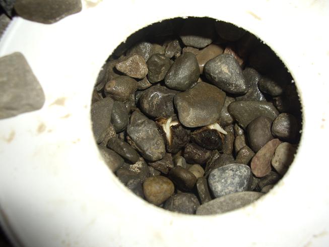 Moringa Seeds beginning to sprout out.JPG