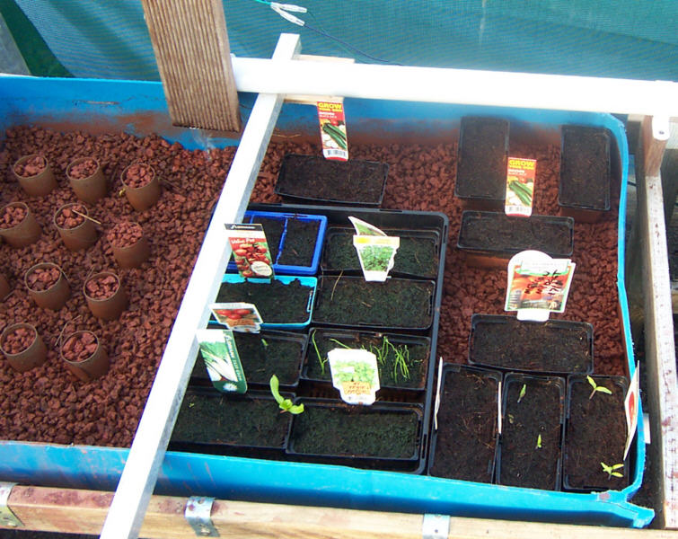 seedling auto feed.jpg