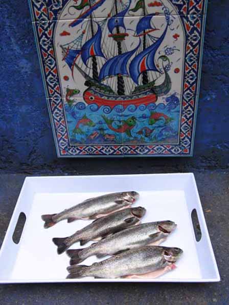 trout.JPG
