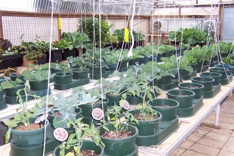 Plant growth as of  6th Sept 2009 001 (Medium).jpg