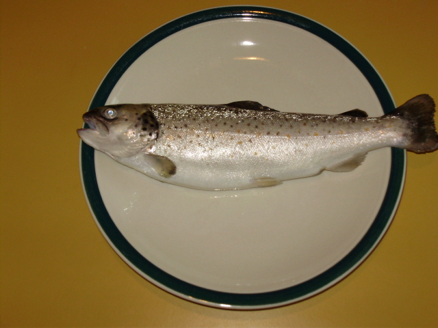 07.09.09 AQUAPONICS.BROWN. TROUT.JPG