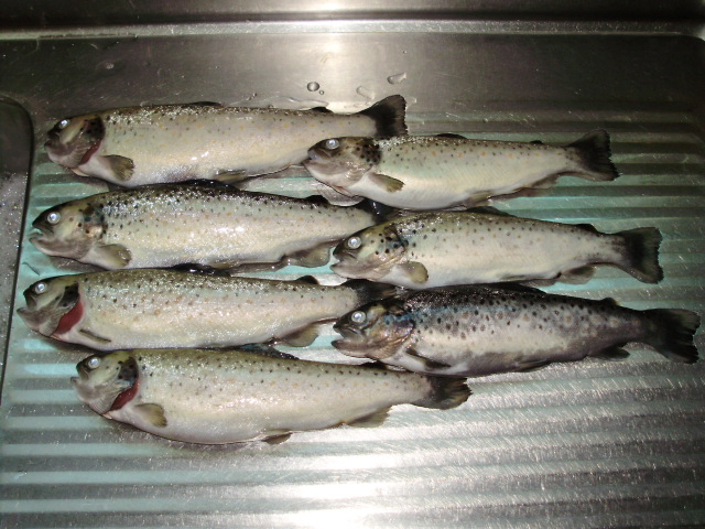 FISH KILL 07.09.09.JPG