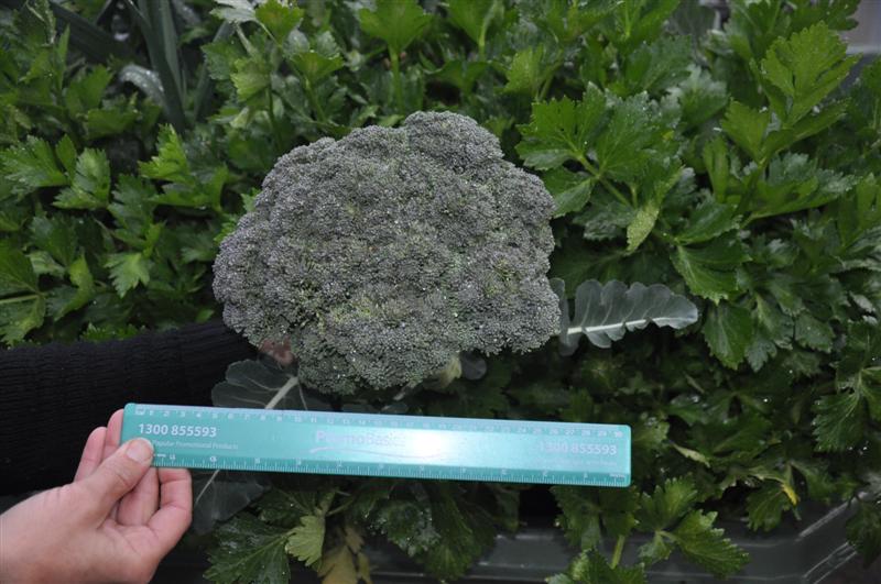 DSC_0279 (Medium).JPG