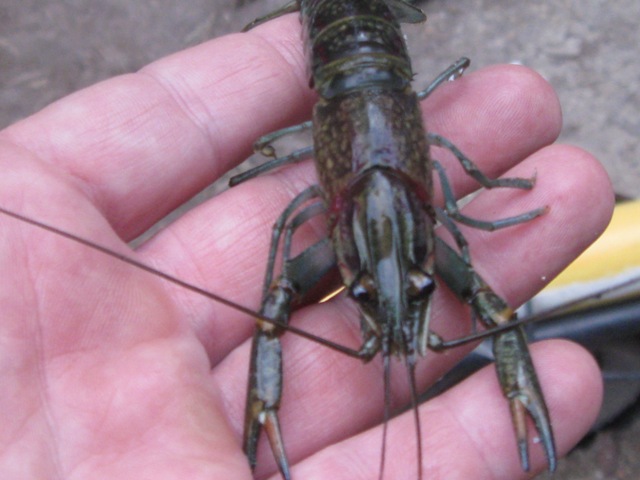 $1.50 worth of grunt...jpg