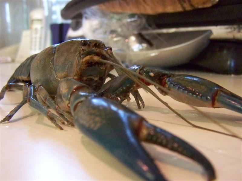 100_3449 (Medium).JPG