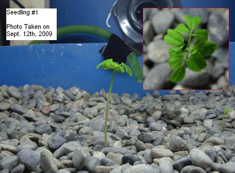 Moringa Seedling 1.JPG