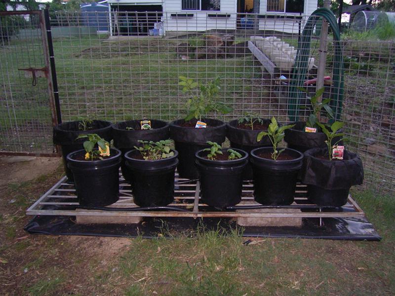 Growing Platform - 14 Jan 07 003 (Medium).jpg
