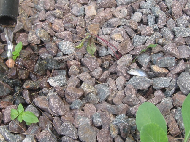 i think i can i think i can.....jpg