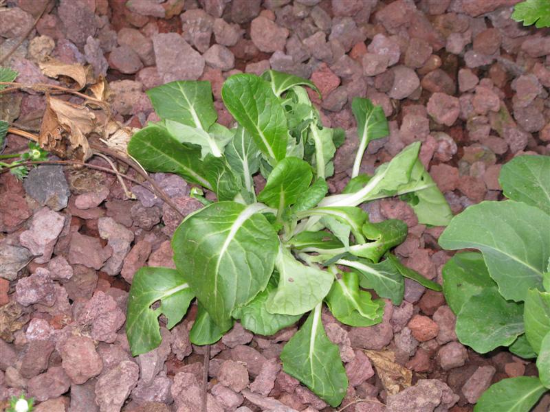 IMG_0976 (Medium).JPG