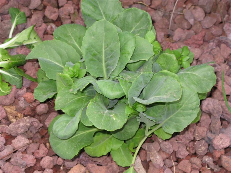 IMG_0977 (Medium).JPG