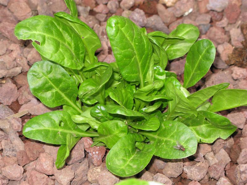 IMG_0978 (Medium).JPG