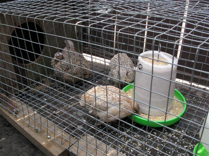 IMG_1006 (Medium).JPG