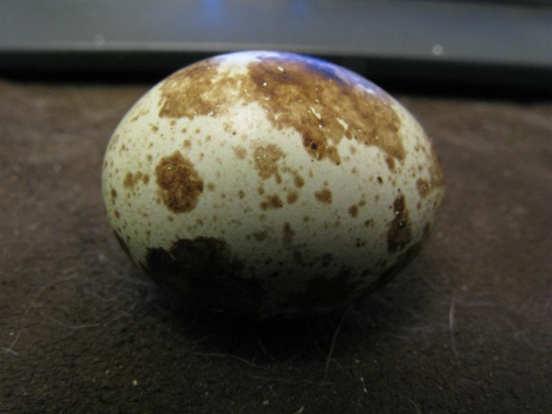 IMG_1013 (Medium).JPG