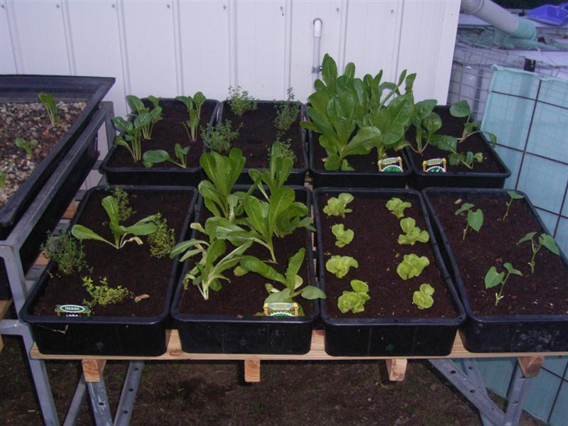 Growing Platform - 14 Jan 07 004 (Medium).jpg