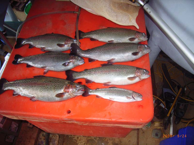 Trout Harvest Sept 09.jpg