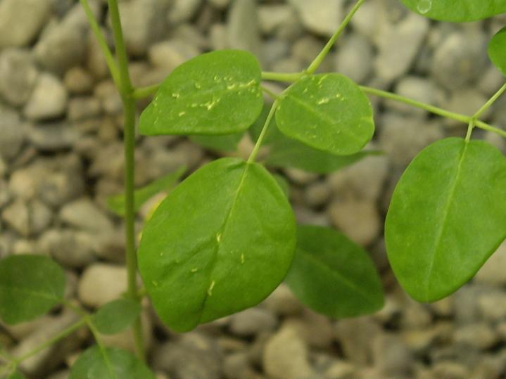 Leaves on the second level.JPG