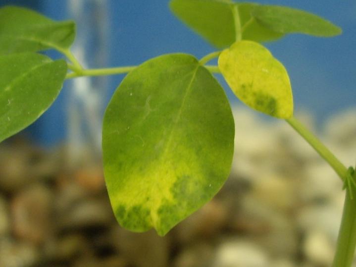 Moringa Oleifera - First level of stems - Close up of yellowed leaf.JPG