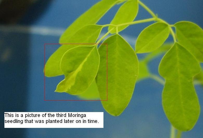 Moringa Oleifera - A picture of the third seedling that was planted a bit later in time ; It is showing a sign of deficiency on its leaf.JPG