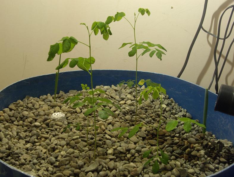 Moringa Oleifera 1 month old.JPG