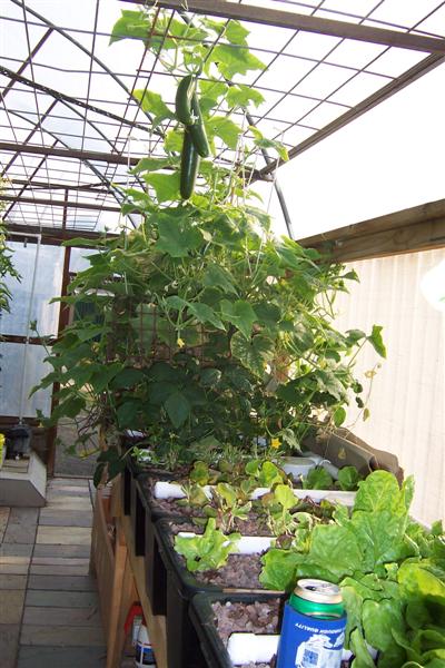 Ap cucumbers.JPG