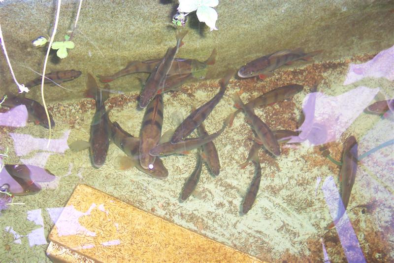 Redfin looking for a feed.JPG