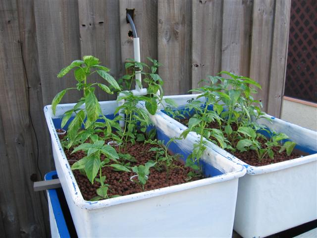 IMG_8744 (Small).JPG