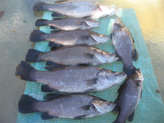 dead barra 001 (Small).jpg