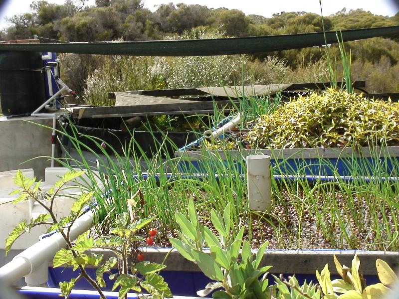 Chives and Vietnamese mint.JPG