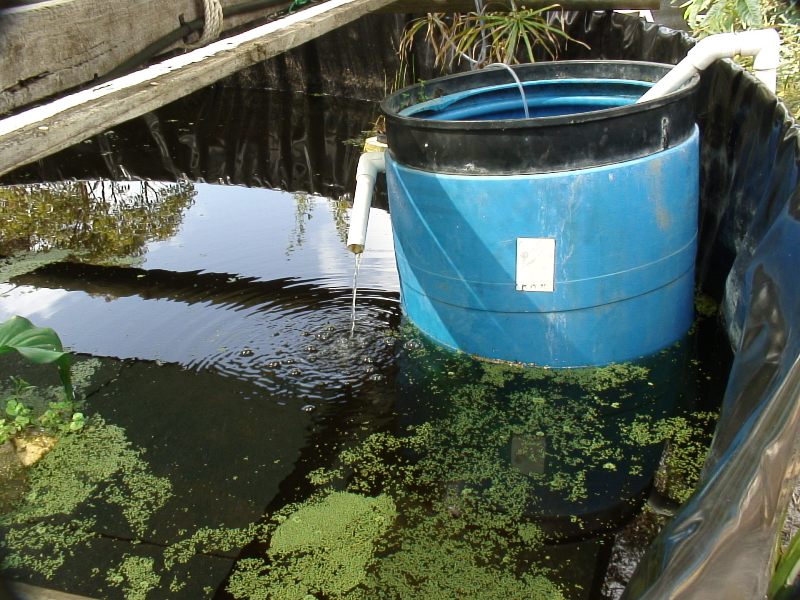 fingerling drum in 5000L sump.JPG