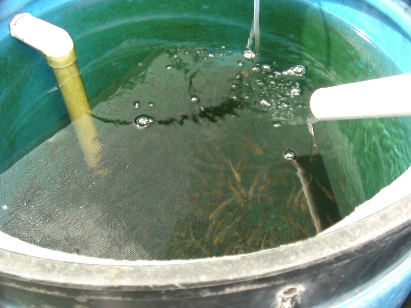 Fingerling get first water after the plant bio filter.JPG