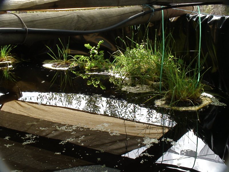 Floating plants (flaquaponics) within the sump.JPG