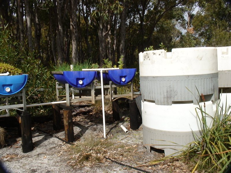 half drums on wine barrel racks.JPG