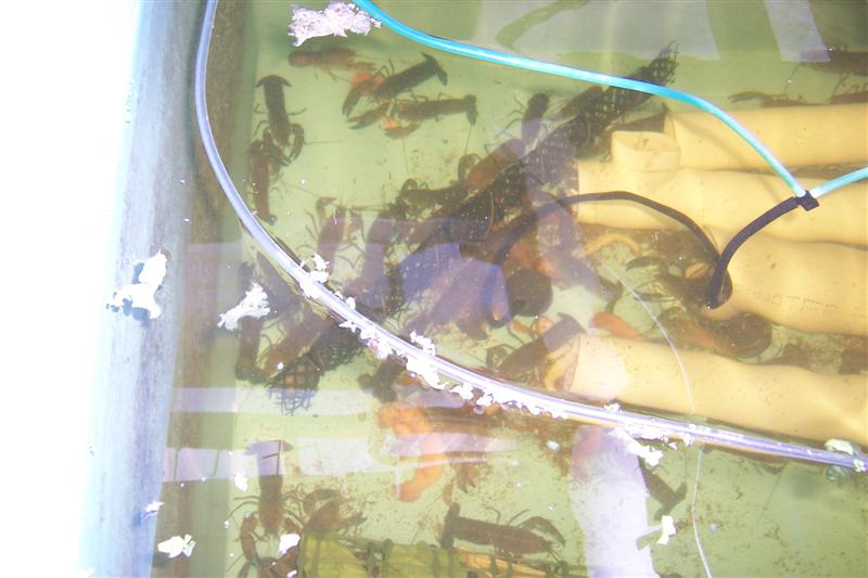 Yabies other end of tank..JPG