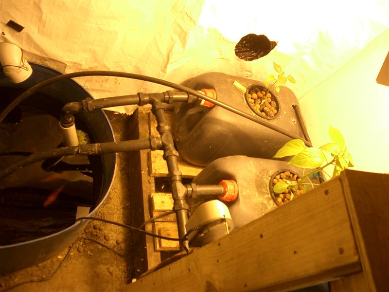 DWCRecirculatingAquaponics (Medium).JPG