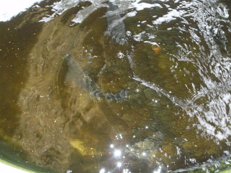 PA040146 (Medium).JPG