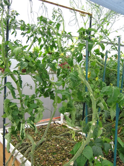 runaway tomatoes.jpg