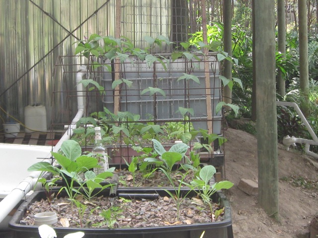 approx 1 month after planting.jpg