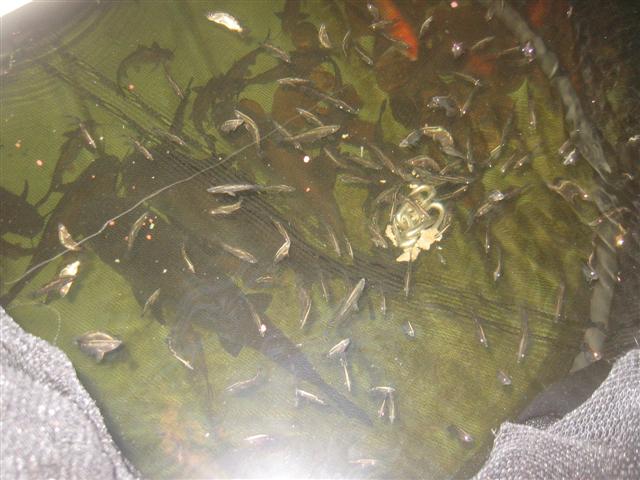 barra d day 012 (Small).jpg