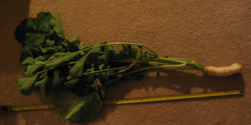 Daikon2.jpg