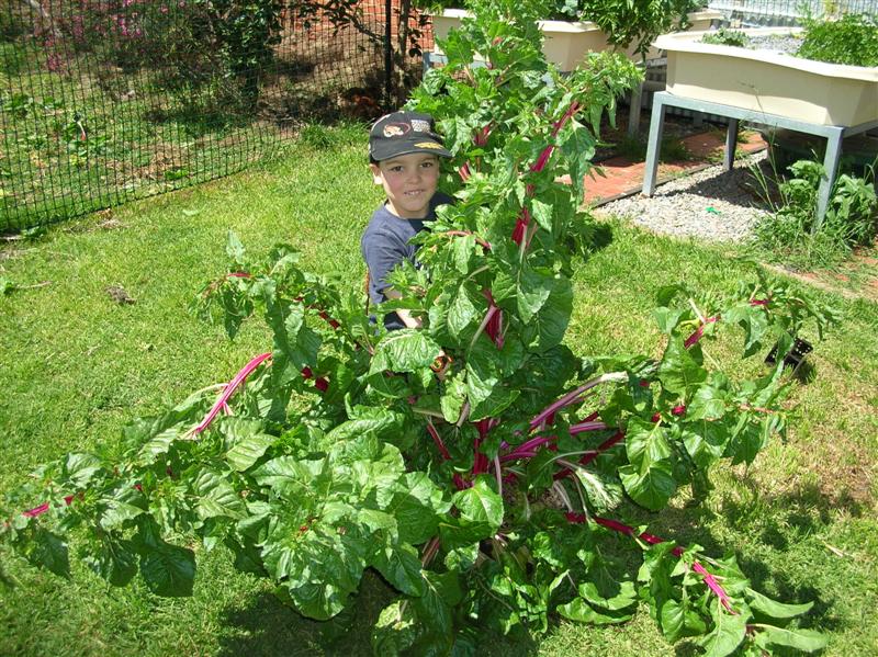 christmas tree silverbeet.JPG
