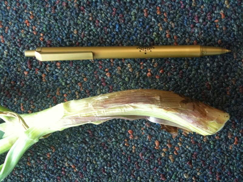 iPhone Photos 107 (Medium).jpg