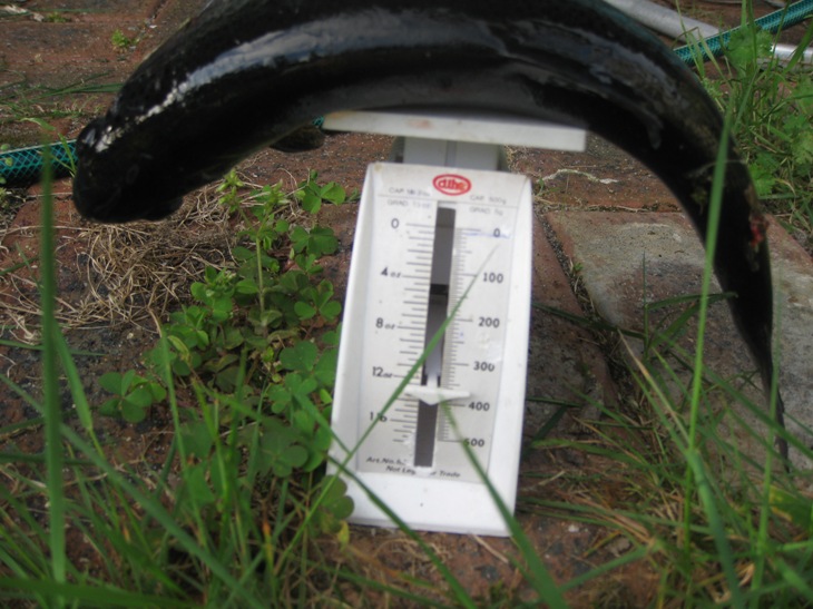 trout n chooks 023.JPG