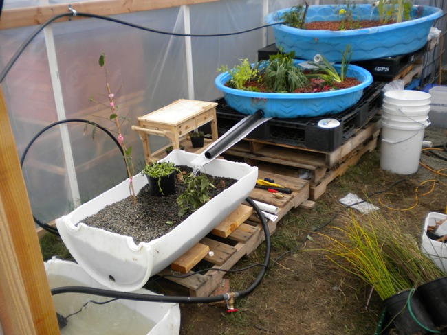 Aquaponics.jpg
